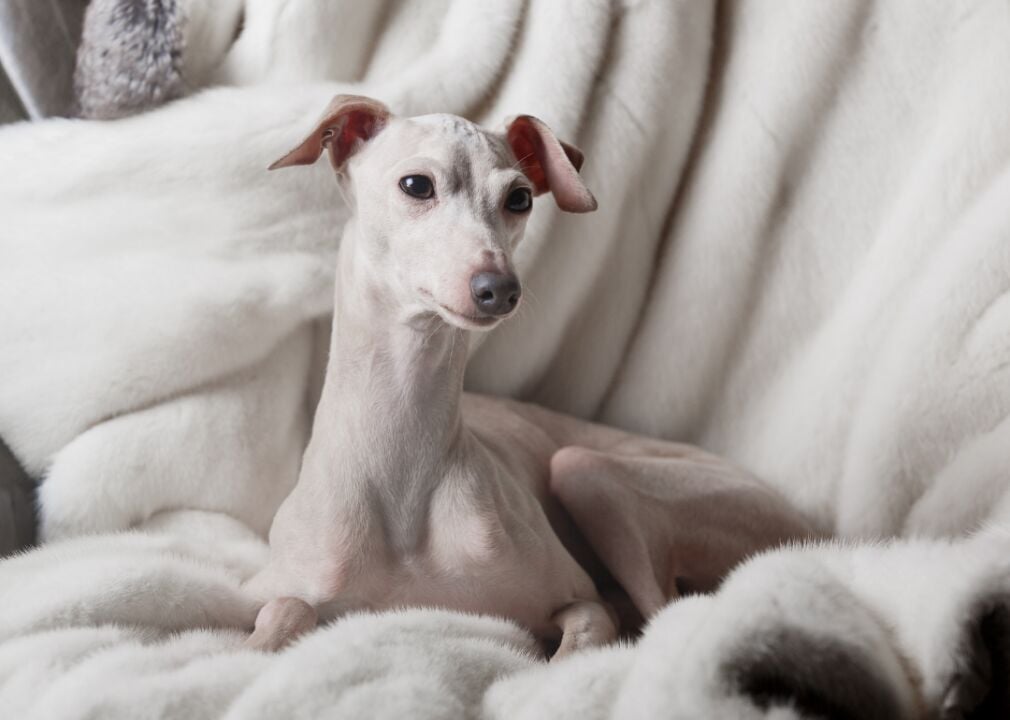 #18. Italian greyhound